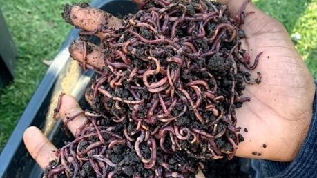 VermiVillage: Worming their way into sustainable agriculture VermiVillage: Worming their way into sustainable agriculture | News Article