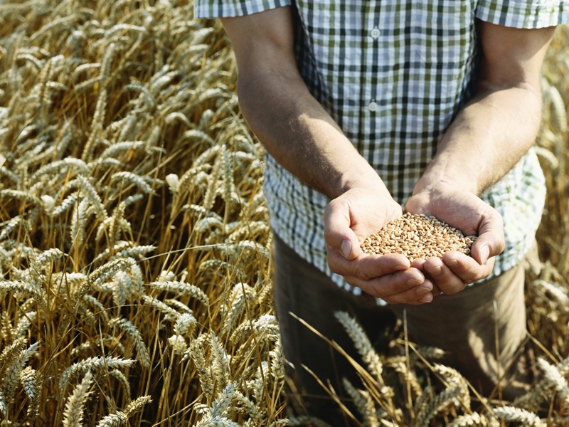 Produsente kyk na alternatiewe vir koringverbouing | News Article