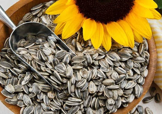 Agri-Uur: Jongste Safex-nuus  | News Article