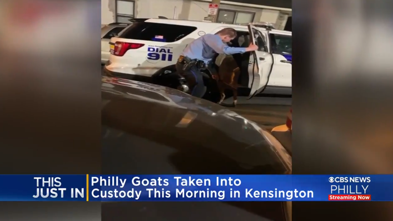 US Police capture pair of roaming goats  | News Article