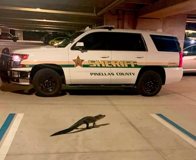 Alligator visits Florida sheriff's parking garage | News Article