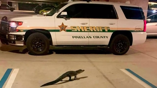Alligator visits Florida sheriff's parking garage | News Article