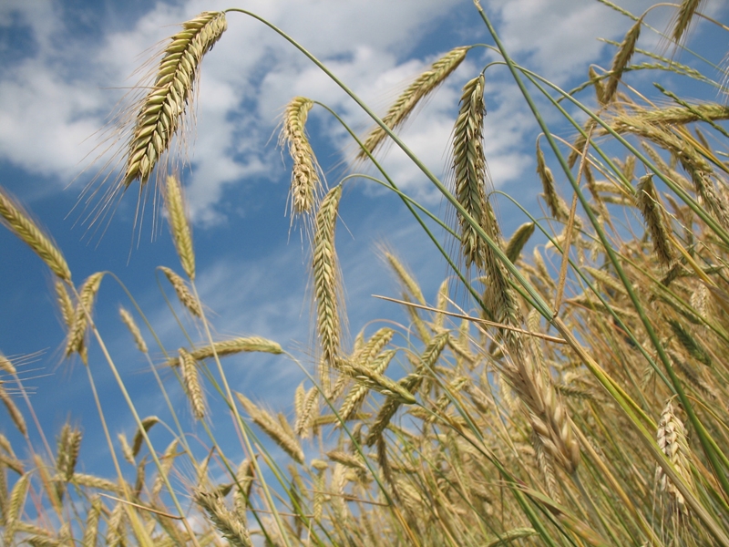 Agri-uur: Jongste Safex-nuus | News Article