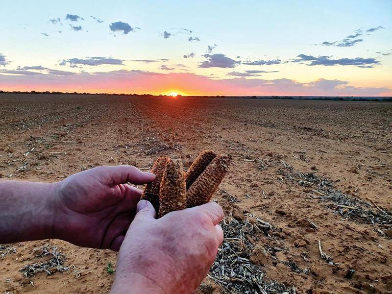 Agri-Uur: Jongste Safex-nuus | News Article