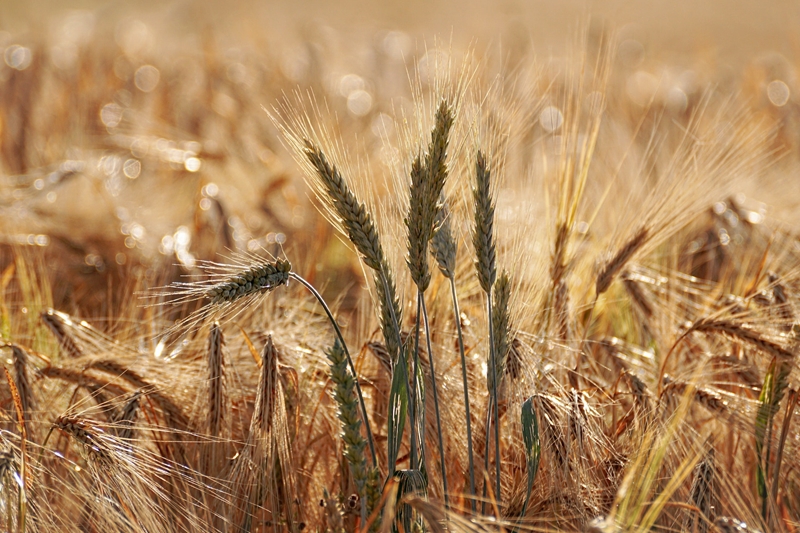 Agri-uur: Jongste Safex-nuus | News Article