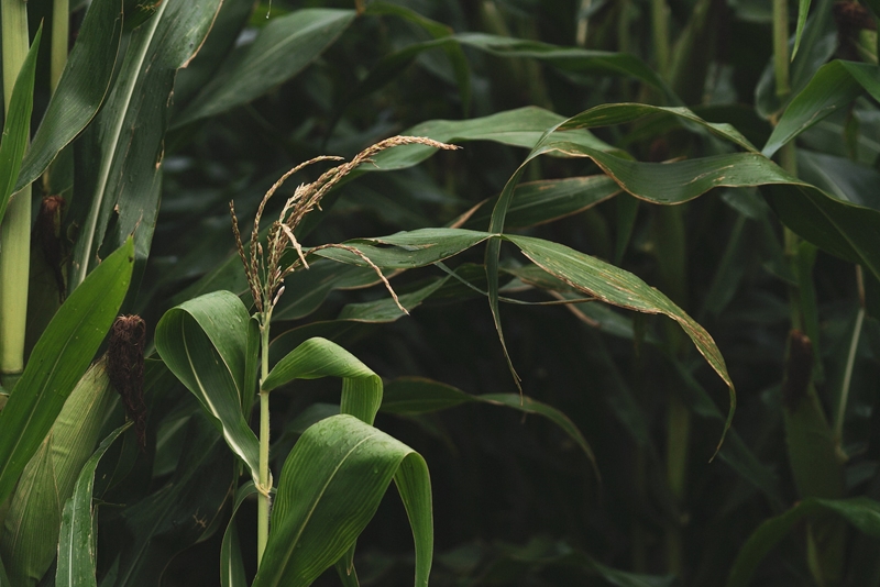 Agri-uur: Jongste Safex-nuus | News Article