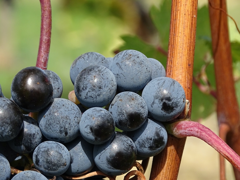 Landbounuus-podcast: Boordsanitasie kort aandag, sê FruitFly Africa  | News Article