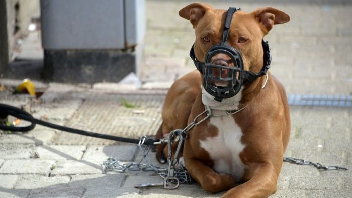 SPCA against killing of pit bulls | News Article