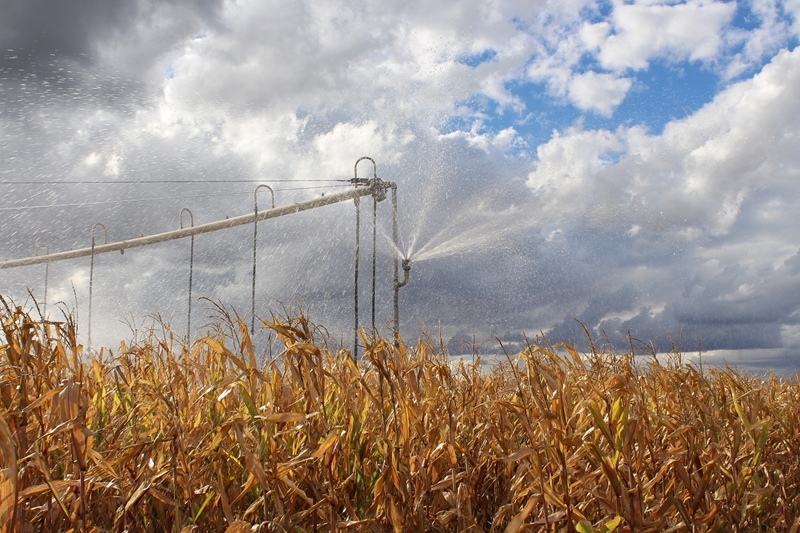 Agri-Uur: Jongste Safex-nuus | News Article