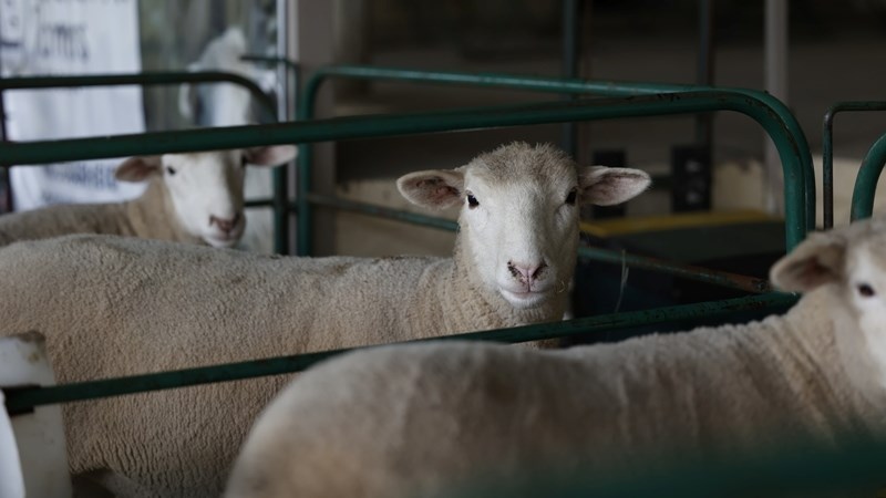 Wisselvaligheid van Rand beïnvloed wolmark negatief | News Article