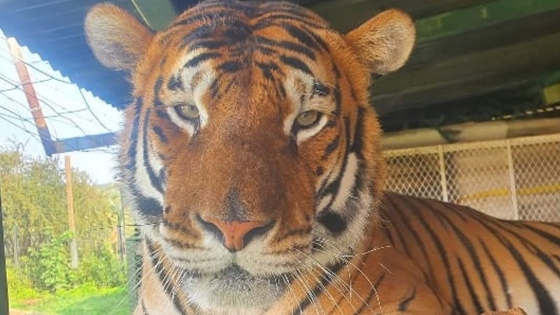 Sheba the tiger killed during the night | News Article