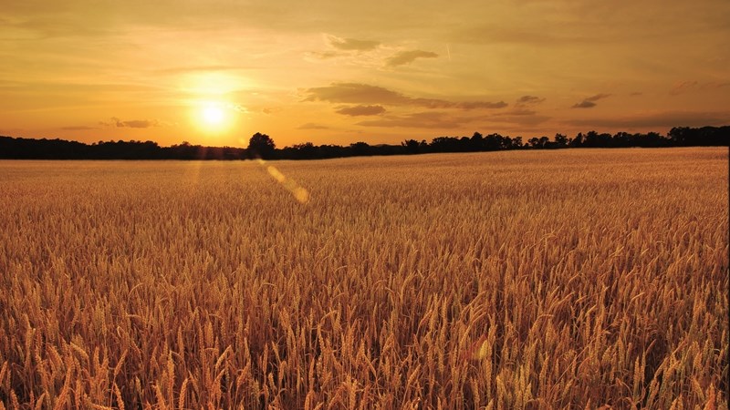 Landbounuus-podcast: Nie-winsgewende organisasie in VS help landbouprodusente tydens rampe Landbounuus-podcast: Nie-winsgewende organisasie in VS help landbouprodusente tydens rampe | News Article