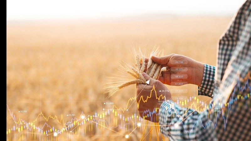 Higher South African wheat import tariff triggered Higher South African wheat import tariff triggered | News Article