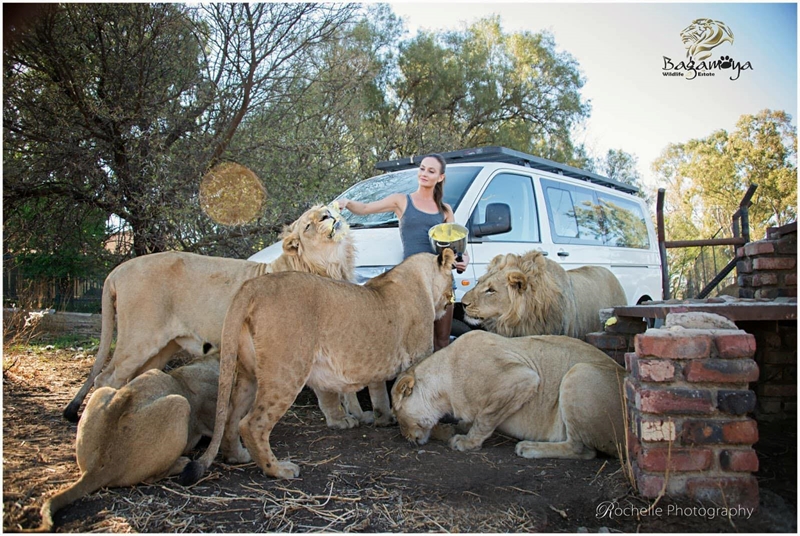 Leeuwyfie twee keer geskiet in noodlottige aanval op werker by Bloemfontein | News Article