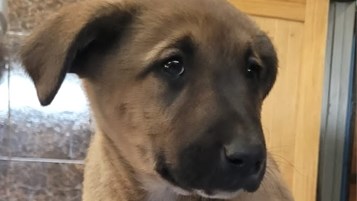 Bloemfonteinse polisie red hond van vlammedood | News Article