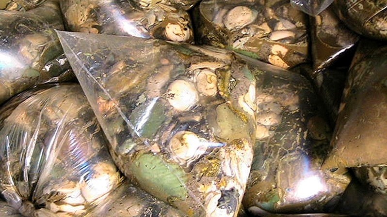 Men sentenced in Bloemfontein for possession of abalone Men sentenced in Bloemfontein for possession of abalone | News Article