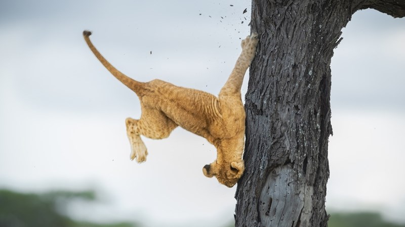 Komiese foto's wys natuurlewe se snaakse kant Komiese foto's wys natuurlewe se snaakse kant | News Article