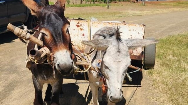 Donkie-eienaars van Rouxville van dieremishandeling aangekla | News Article