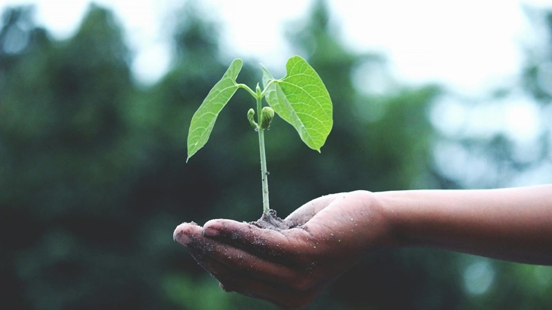 Erfenisdag met die plant van bome gevier Erfenisdag met die plant van bome gevier | News Article