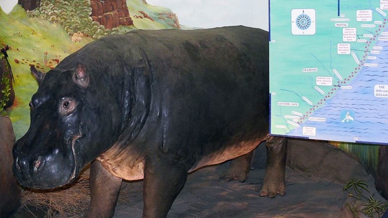 Weird Wide Web - Huberta, The Hippo that walked 1000 miles | News Article
