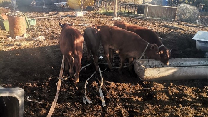 Twee Vrystaters binnekort in hof weens veediefstal Twee Vrystaters binnekort in hof weens veediefstal | News Article