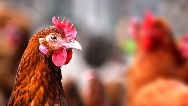 Kommer dat hoenders nie geslag kan word indien fase 6 voortduur Kommer dat hoenders nie geslag kan word indien fase 6 voortduur | News Article