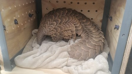 Four arrested for trying to sell a pangolin | News Article