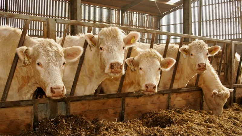 Six arrested in stock theft syndicate bust in North West Six arrested in stock theft syndicate bust in North West | News Article