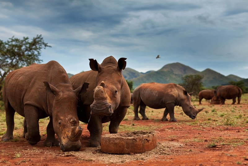 SA records slight decline in rhino poaching | News Article