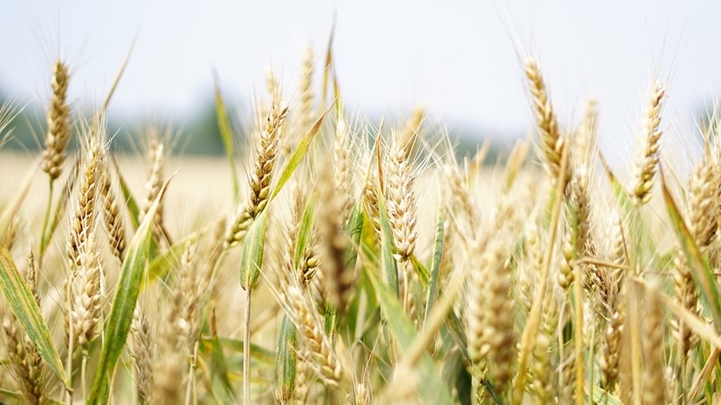 Agri-uur: Jongste Safex-nuus Agri-uur: Jongste Safex-nuus | News Article