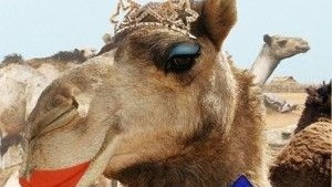 Weird Wide Web - Humpday scandal, Saudi Arabia's camel beauty pageant Weird Wide Web - Humpday scandal, Saudi Arabia's camel beauty pageant | News Article