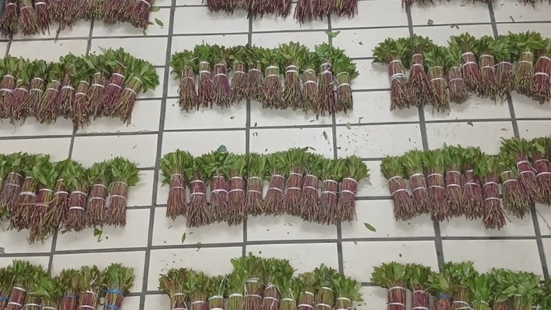 Vermeende handelaar vas met groot klomp khat in Groot-Karoo Vermeende handelaar vas met groot klomp khat in Groot-Karoo | News Article