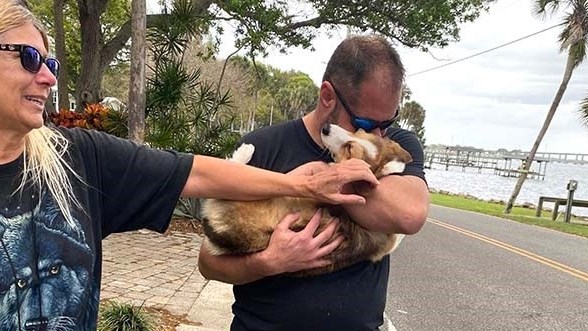 Weird Wide Web - Dog swims 11km to safety | News Article