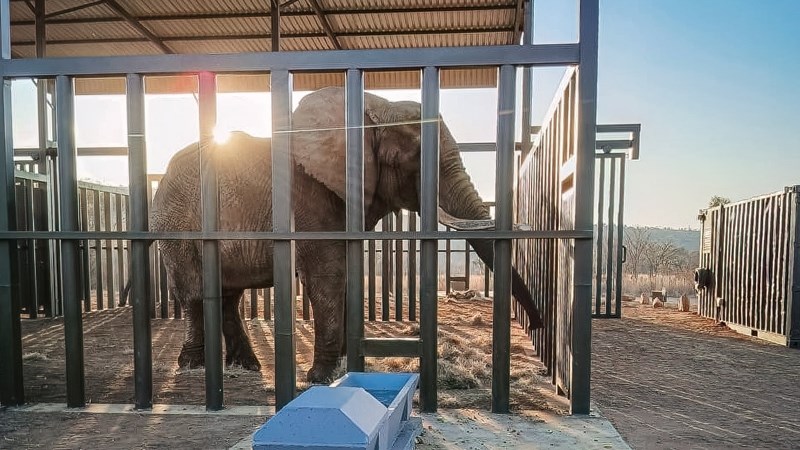 ‘Uitdagendste hervestiging’ van Suid-Afrikaanse olifant ’n groot sukses | News Article