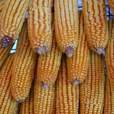 Agri-Uur: Jongste Safex-nuus | News Article