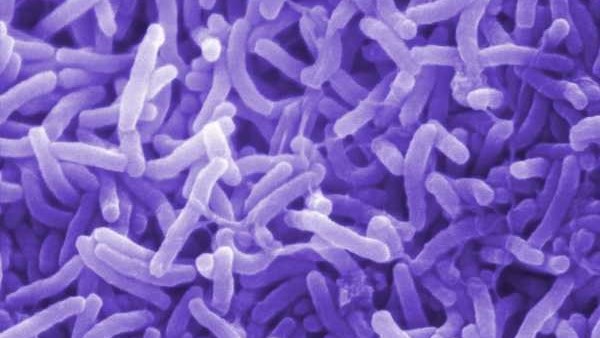 Breaking News: Free State records first cholera death Breaking News: Free State records first cholera death | News Article