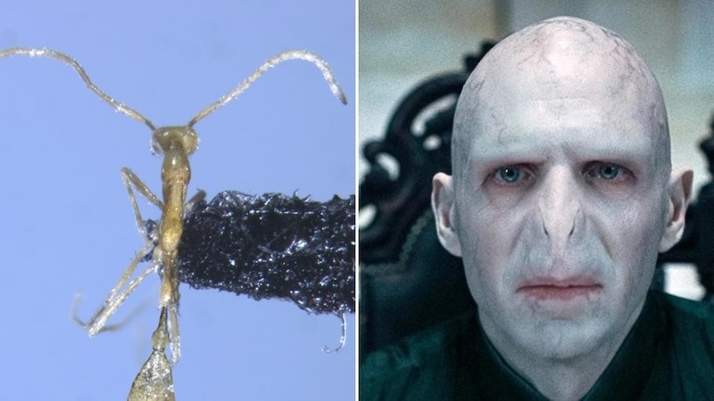 Weird Wide Web: Nuut-ontdekte mierspesie word ‘Voldemort’ genoem | News Article