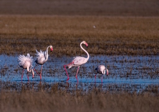 Honderde grootflaminke kom in Noord-Kaap aan | News Article