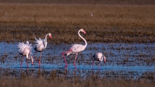 Honderde grootflaminke kom in Noord-Kaap aan | News Article