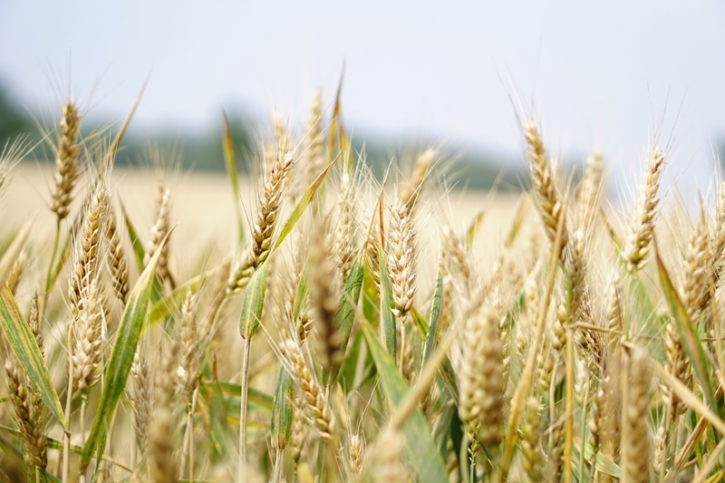 Agri-uur: Jongste Safex-nuus | News Article