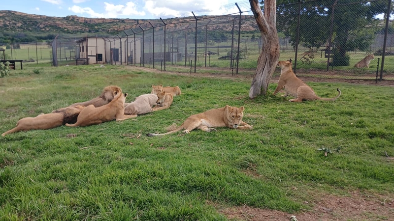 LIONSROCK highlights healing through enrichment and education | News Article