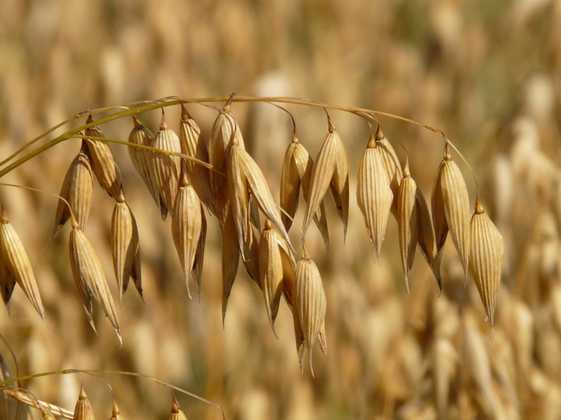 Agri-uur: Jongste Safex-nuus | News Article