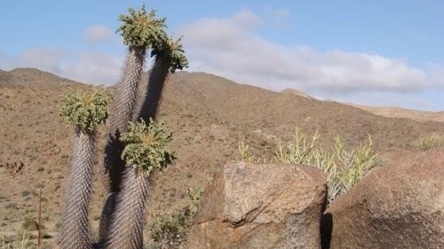 Droogte kan Noord-Kaap se halfmens laat uitsterf Droogte kan Noord-Kaap se halfmens laat uitsterf | News Article