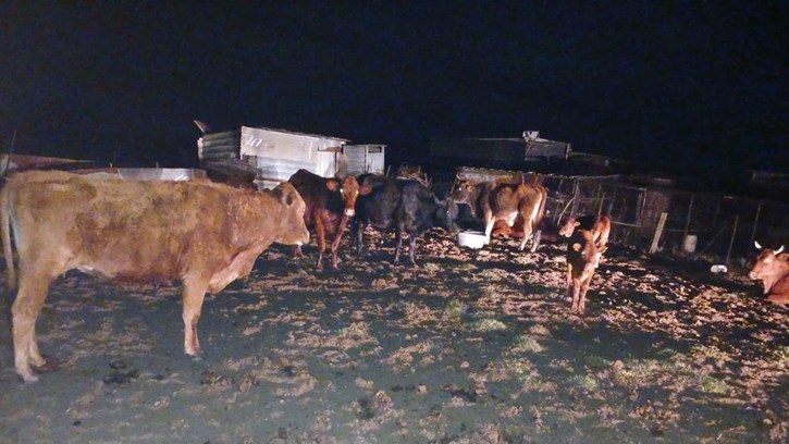 Operasie Shanela II: Gesteelde vee in Mangaung-omgewing gevind Operasie Shanela II: Gesteelde vee in Mangaung-omgewing gevind | News Article