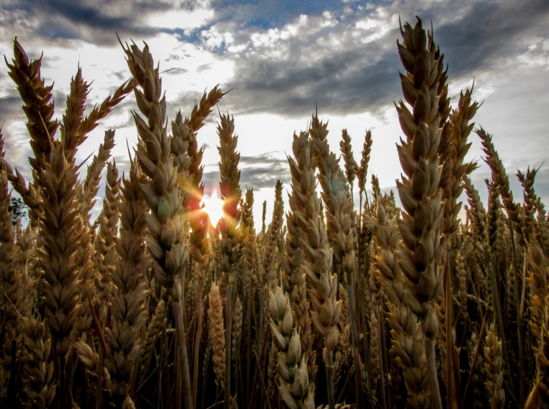 Agri-uur: Jongste Safex-nuus | News Article