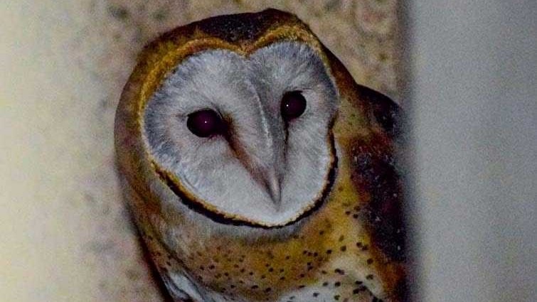 Biblioteek-uile op kampus stilweg ’n lewende voorbeeld van biodiversiteit in aksie Biblioteek-uile op kampus stilweg ’n lewende voorbeeld van biodiversiteit in aksie | News Article