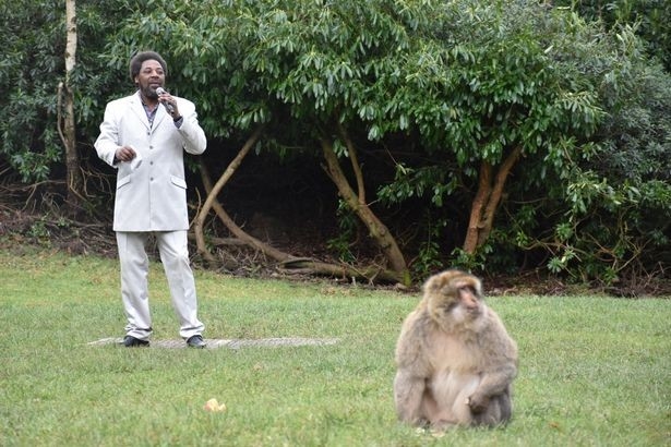 Weird Wide Web - Setting the mood right, playing Marvin Gaye for monkeys - Vimarsana News