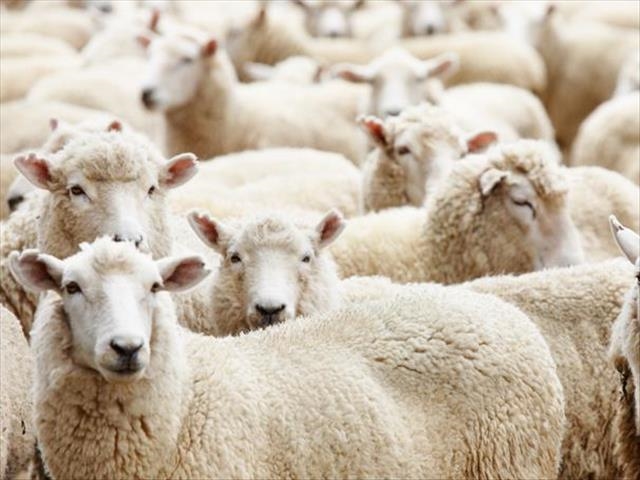 Nege in Vrystaat in hegtenis vir veediefstal | News Article