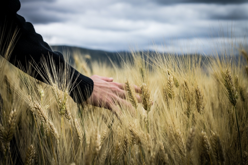 Agri-uur: Jongste Safex-nuus | News Article