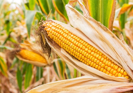 Agri-Uur: Jongste Safex-nuus | News Article
